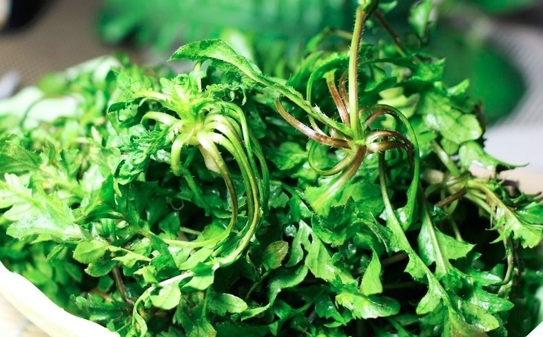 荠菜哪些人不能吃？荠菜的功效和禁忌有哪些？