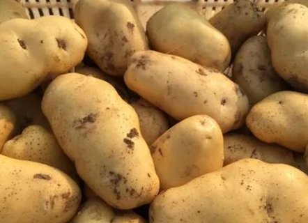 土豆哪些人不宜吃？土豆的禁忌和作用