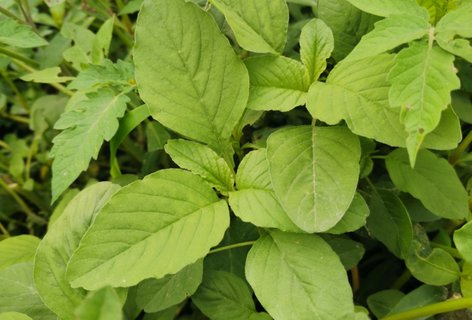 野苋菜哪些人不适合吃？野苋菜不能和什么一起吃？