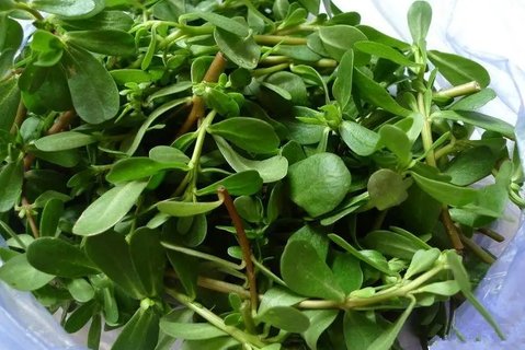 哪些人不适合吃马齿菜？三种人不宜吃马齿菜