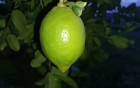 香水柠檬和普通柠檬有什么区别？香水柠檬的功效与作用