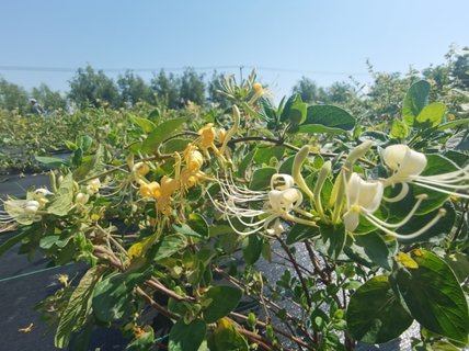 金银花对身体有什么好处？金银花的功效与作用及禁忌