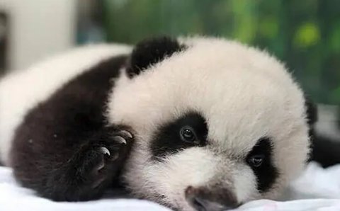 黑眼圈太重了怎么快速消除？去除黑眼圈的小妙招！