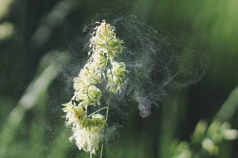 花粉过敏有哪些症状表现？花粉过敏的主要症状