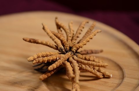 金虫草怎么吃法最好吃？金虫草的正确吃法及用量