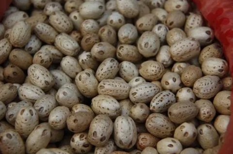 五眼果怎么食用最好？五眼果的功效与作用