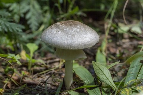 蘑菇的嘌呤含量是多少？各种蘑菇的嘌呤含量表