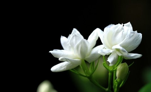 茉莉花香对人体有什么影响？茉莉花香的功效与作用