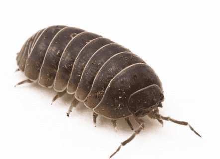 潮虫能治什么?。砍背娴墓πв胱饔?></a></div>
						<div   id=
