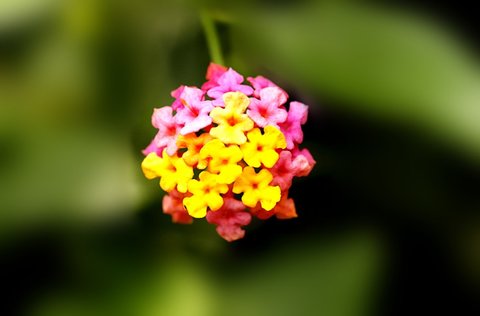 五色花可以治皮肤瘙痒症吗？五色花的功效和作用