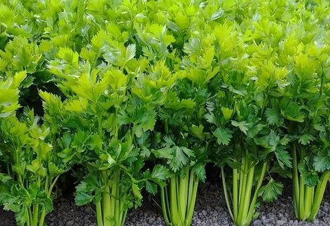 芹菜是热性还是凉性？芹菜的性能功效与作用