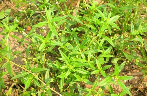 蛇舌草有什么作用和功效？蛇舌草的功效与作用及食用方法