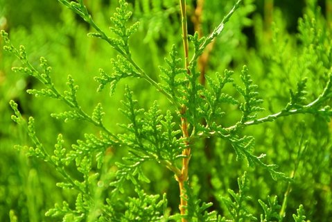 侧柏叶熬水洗头用新鲜的还是干的？侧柏叶熬水洗头发的正确方法