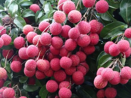 荔枝放冷藏还是冷冻保存好？荔枝的保存最佳方法