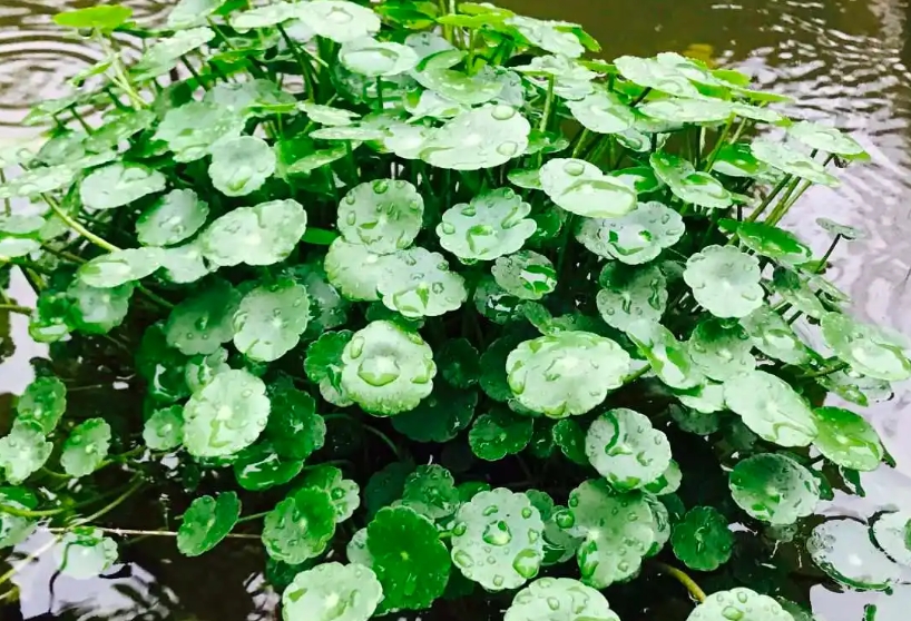 香菇草有什么药用价值？香菇草的功效与作用及禁忌