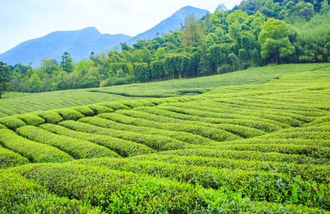 懂茶的人一般喝什么茶？茶叶档次一览表