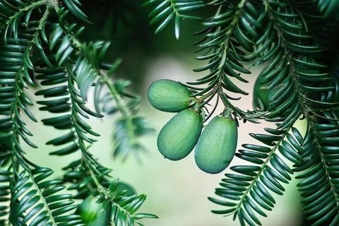 香榧怎么吃才是正确的？香榧的正确吃法