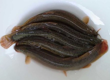 泥鳅怎么处理比较干净？泥鳅最好的处理方法
