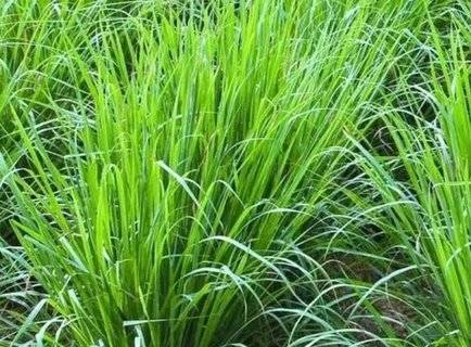 香茅驱蚊有用吗？香茅怎么驱蚊效果好？