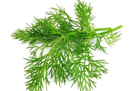 莳萝和茴香是一个东西吗？莳萝和茴香的区别