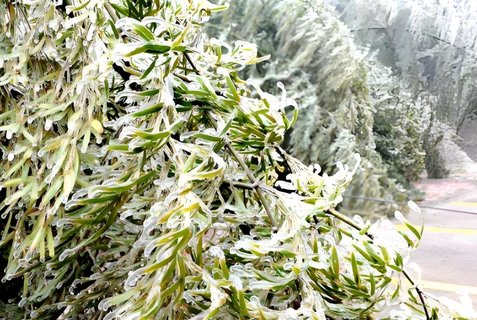竹白霜可以治疗什么病？竹白霜的药用功效与用法