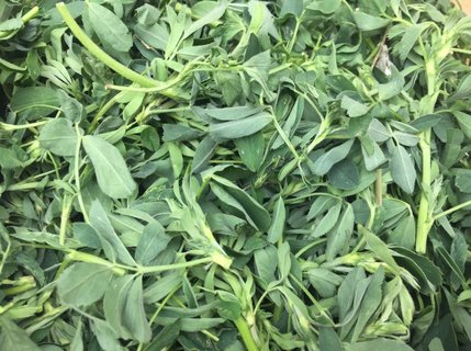 野菜哪些可以吃？可以食用的野菜种类大全
