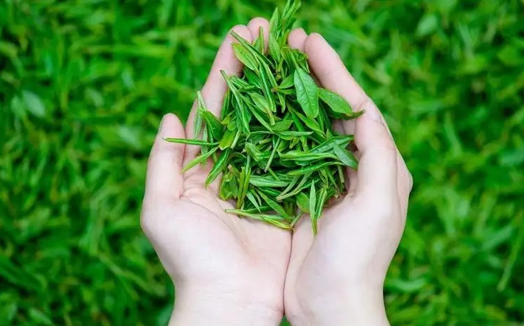 茶叶怎么选才是好茶叶？好茶叶的辨别方法