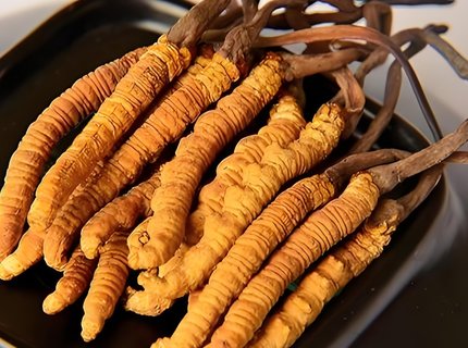 冬虫夏草吃了对身体有什么好处？冬虫夏草的功效与作用及食用方法