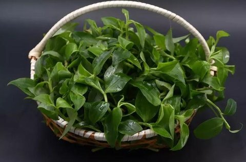 竹叶菜