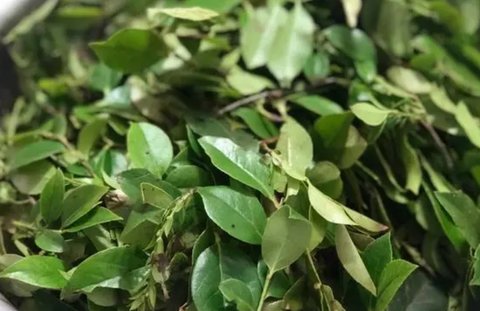 乌叶有几种吃法和功效？乌叶的功效与作用