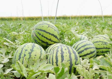 夏天如何挑选到报恩西瓜：从田间到餐桌的秘诀