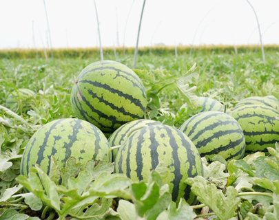 夏天吃什么水果可以减肥？夏天对减肥人最善良的水果