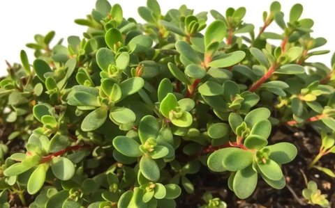 马齿苋可以治皮肤病吗？马齿苋治5种皮肤病