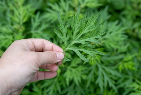 用什么驱蚊最好最有效？驱蚊最好最有效的办法