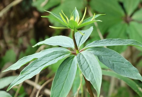 七叶一枝花功能主治什么病的？七叶一枝花主要功效作用