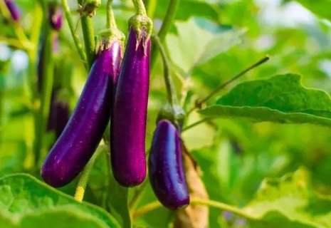 为什么中医不让吃茄子？探究中医对茄子的看法