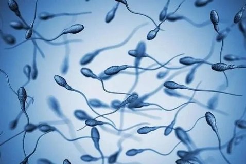 弱精成活率30可以怀孕吗？弱精症如何快速怀孕？