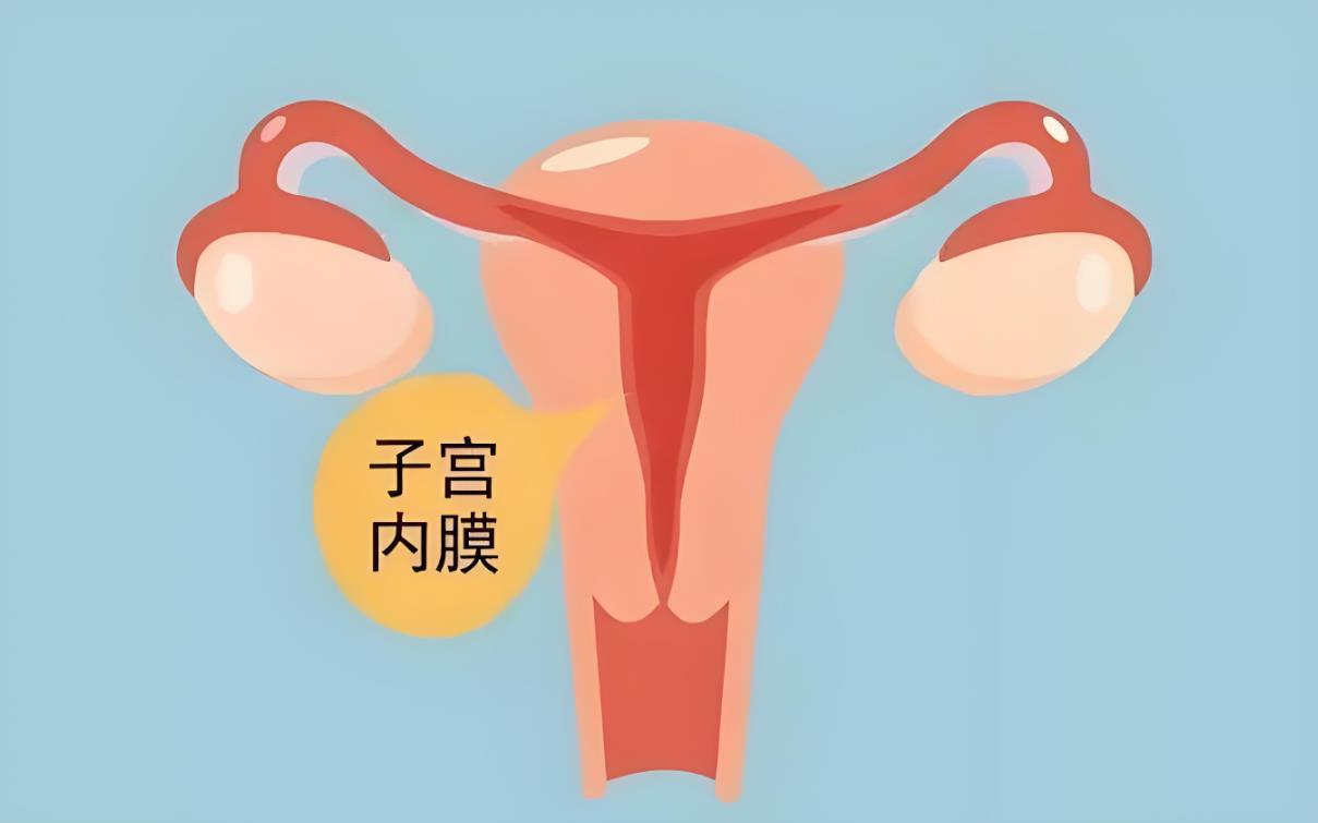 子宫内膜怎么调理才会变厚,子宫内膜薄吃什么食物调理