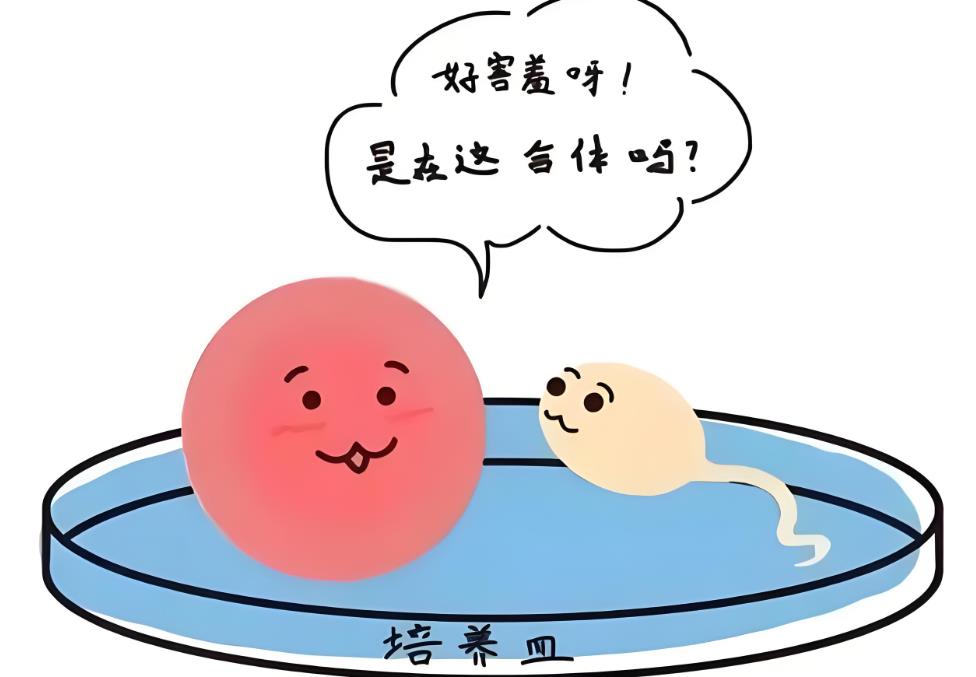 体外受精与胚胎培养