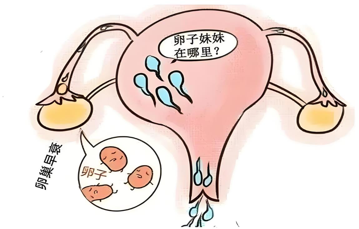 卵巢功能差可以做三代试管吗？成功率多少