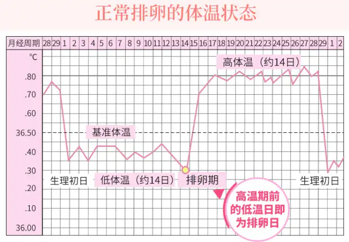 月经不规律，怎么才能找到排卵期呢？